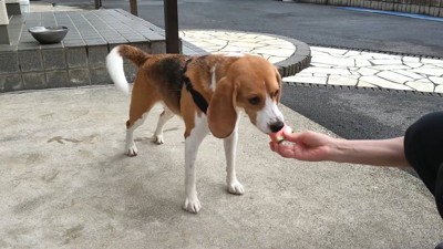 スイカをもらって大喜び!