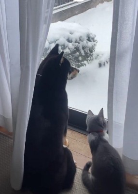 普段はとっても仲良し