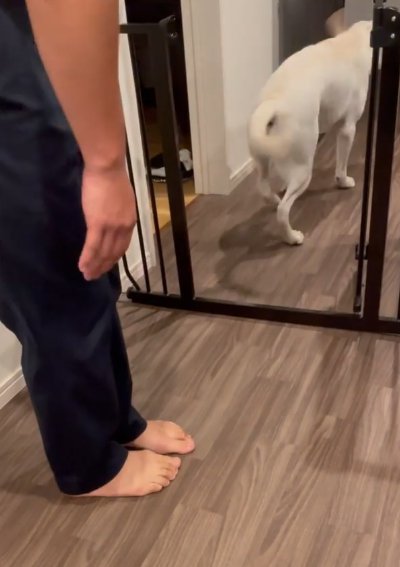 ゲートを超えて走っていく大型犬