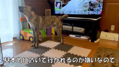 パパが戻ってきた時のりゅうさん2