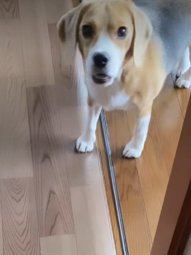 「遊んで！！」