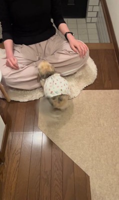 こはくちゃんとお姉ちゃんの再会9