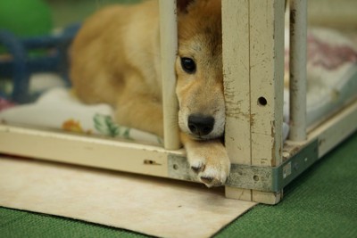 ケージの隙間に鼻を入れる犬