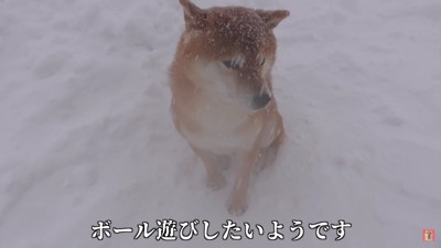 庭でのボール遊びを断念…