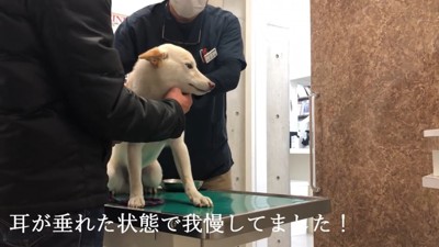 注射も頑張って耐えてくれました