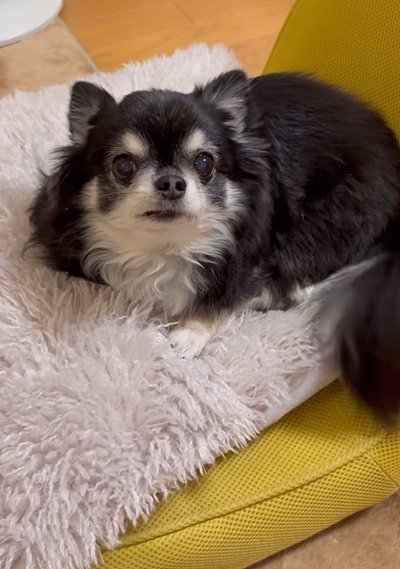 飼い主を見つめる犬