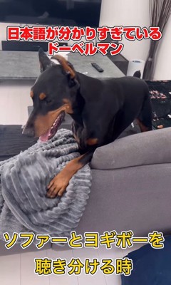 日本語を理解しすぎているルイくん