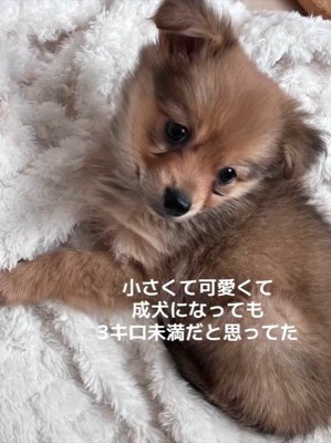 チワポメちゃんの成長3