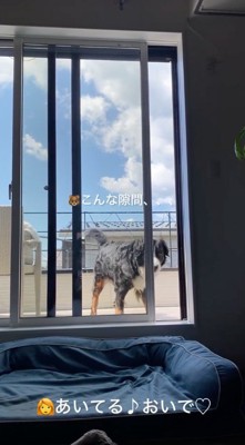 窓の隙間から室内を見つめる犬