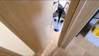 ドアから顔を覗かせるハスキー犬