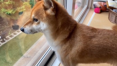 今度は窓越しにお見送り
