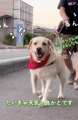 外で散歩を楽しむ犬