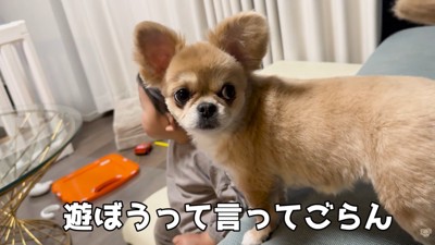男の子はテレビに夢中