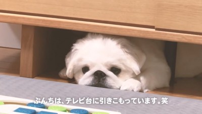 ひきこもるぷんちくん