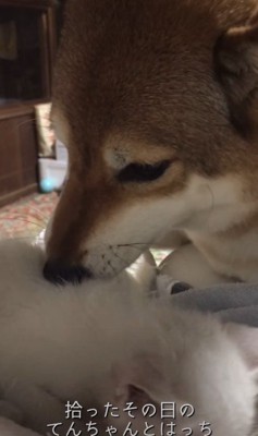 犬のてんちゃんが親代わりに！