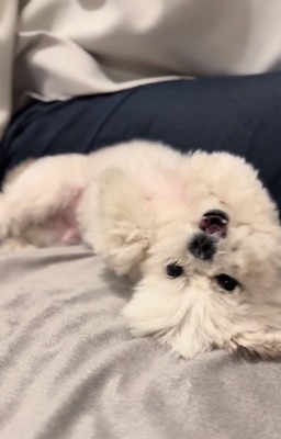 照れるもちちゃん