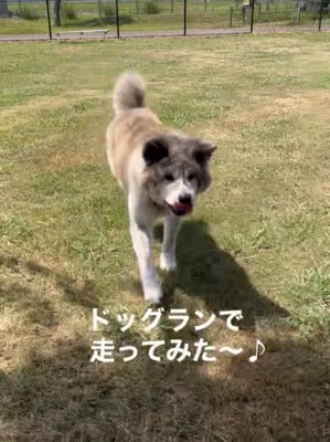 芝生をこちらへ走る犬