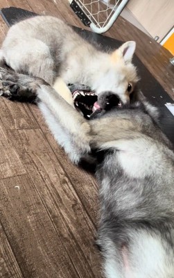 お兄ちゃんとじゃれるフューリーくん1