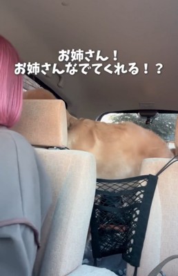 ベッドの近くにいる2匹の柴犬