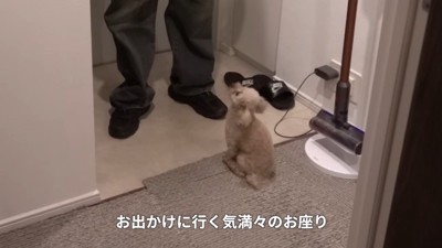 トイプードルのモコちゃん