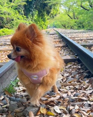 線路を歩くマハロちゃん