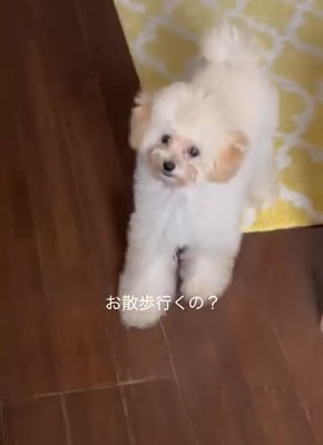 散歩に反応する糸ちゃん