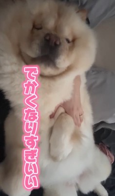 小梅ちゃんの成長5