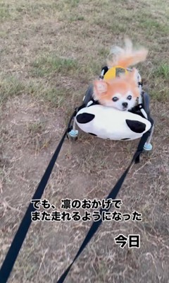 お散歩を楽しむさくらちゃん4