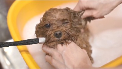 シャンプーをされる犬