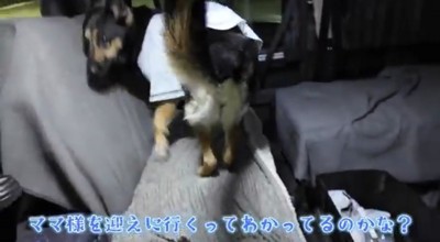 座席の上を歩く犬
