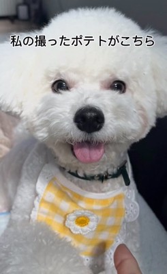 ママが撮ったポテトくん1