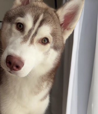 首をかしげて不思議そう