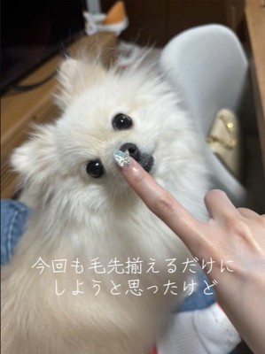 モロちゃんのビフォーアフター4