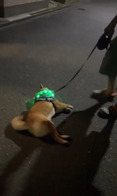 カンくんのお散歩拒否3