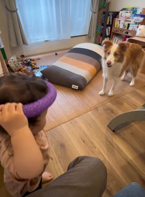 おもちゃを頭にのせる子供と向かい合っている犬