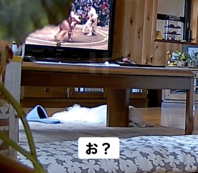 テレビの前で眠る犬