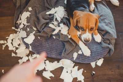 粉々の白い紙のようなもの、犬に指をさす