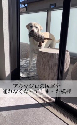 「アルマジロと通れない!!」