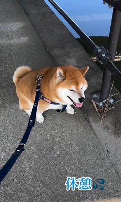 日陰で涼むやまと君3