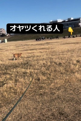 オヤツをくれる人を見つけたごぅちゃん