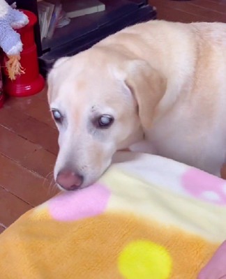 「困ったなあ…」