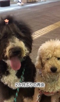 パパさんとプルミちゃん＆バニーちゃんの再会