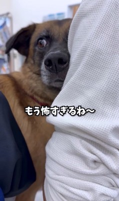 動物病院でビビりまくるアキちゃん8