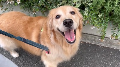 「やっぱりお散歩だった」