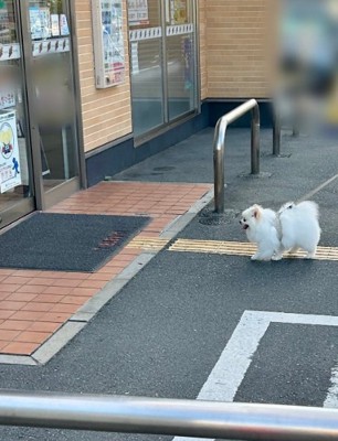 コンビニに向かう天くん