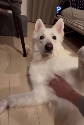 正面を見ている大型犬の胸にママさんの手