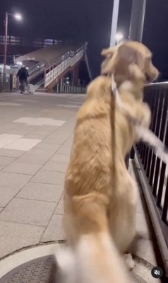 柵に飛びつく大型犬