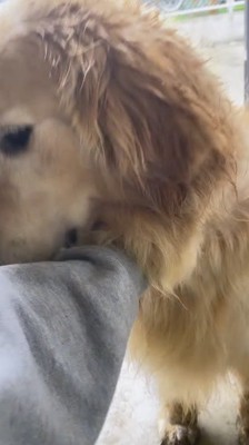 犬の胸に手を添える飼い主