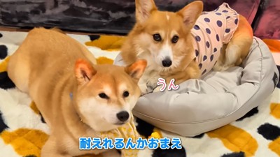 早く食べたい気持ちを堪えて待機