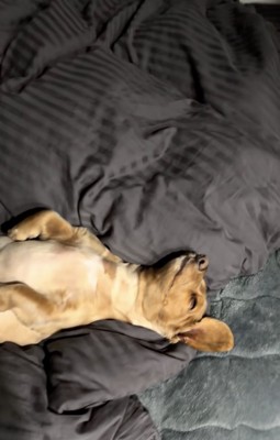 違いの分かる男、レオくん